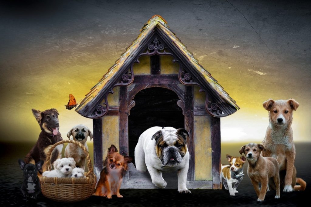 casinha de cachorro com vários cachorros de várias raças em volta